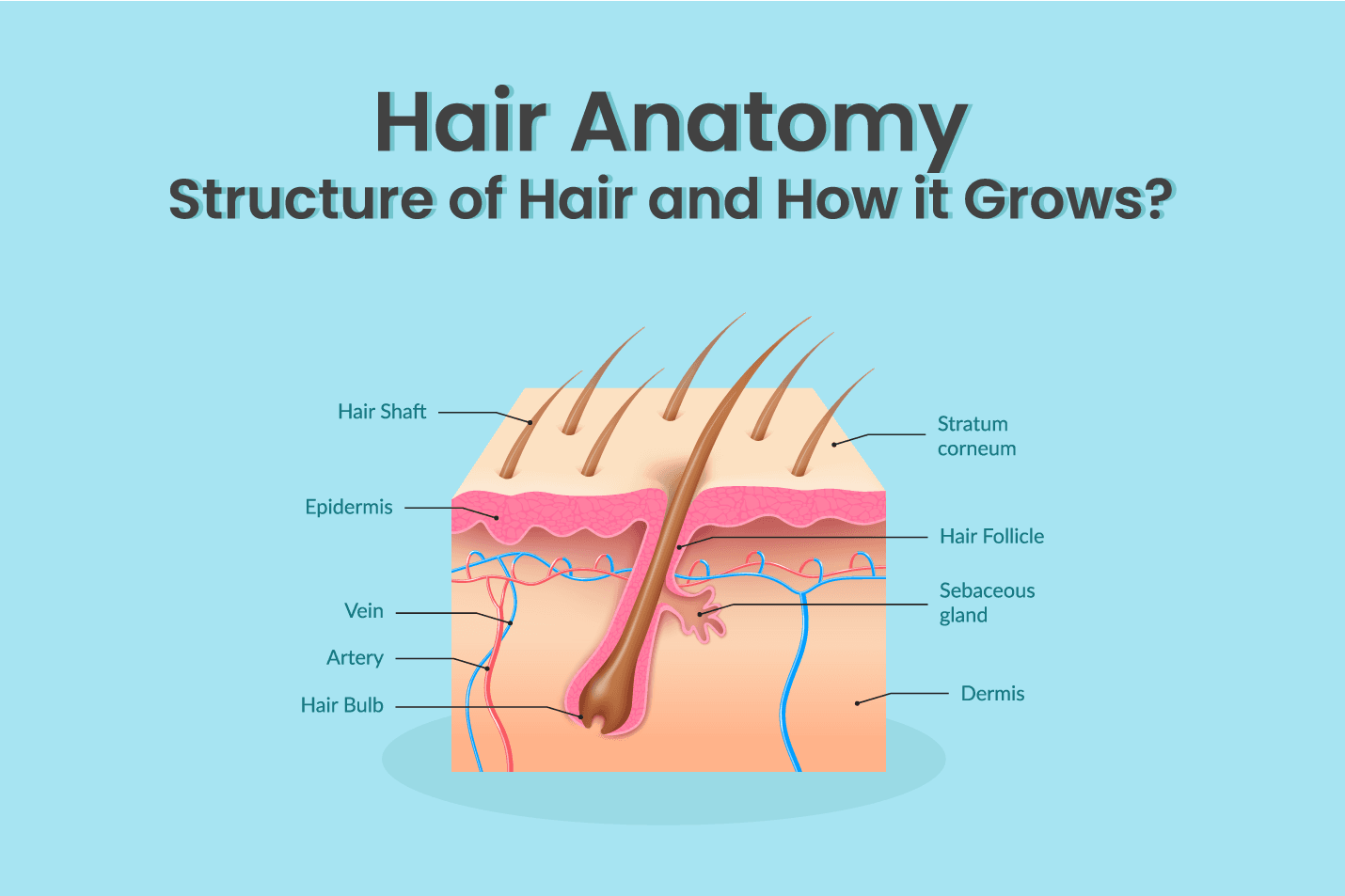 structure of hairs and how it grows